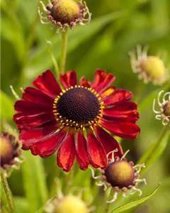 Sonnenbraut 'Rubinzwerg'