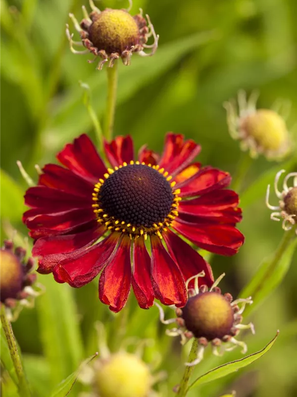 Sonnenbraut 'Rubinzwerg'