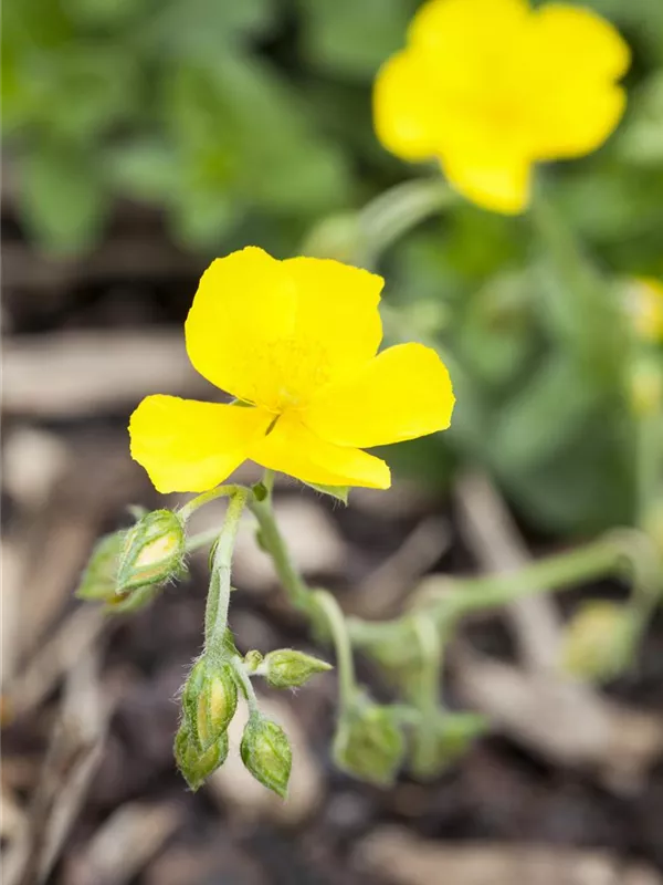 Sonnenröschen 'Sterntaler'