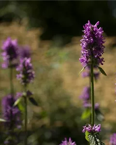 Geaderte Katzenminze 'Pink Cat'