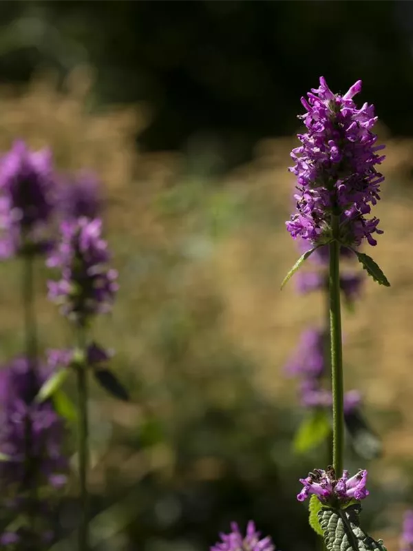 Geaderte Katzenminze 'Pink Cat'