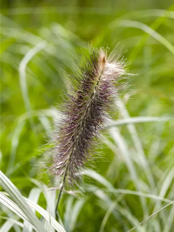 Federborstengras 'Japonicum'