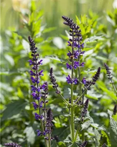 Steppen-Salbei 'Mainacht'