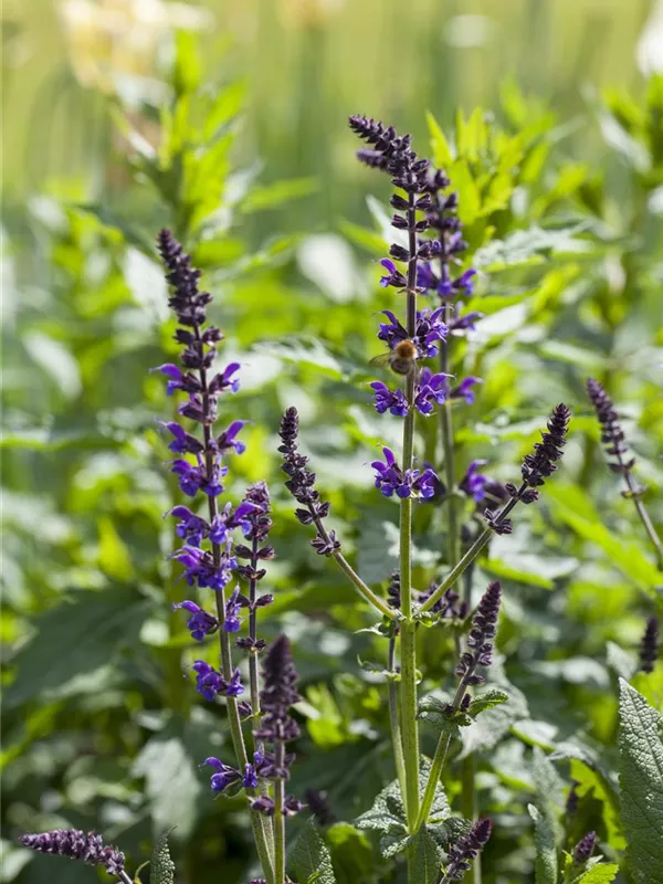 Steppen-Salbei 'Mainacht'