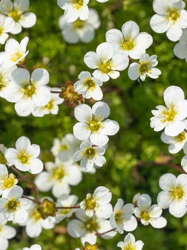 Moos-Steinbrech 'Adebar'