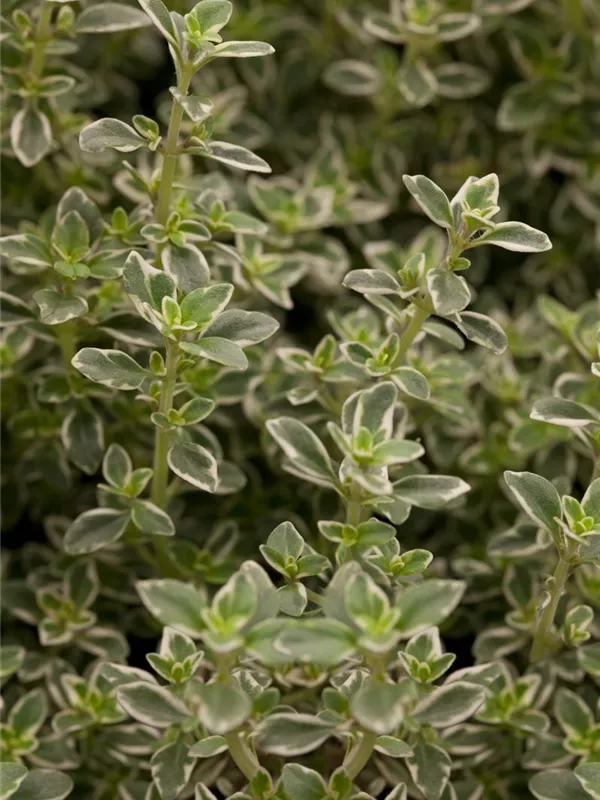 Zitronen-Thymian 'Foxley'