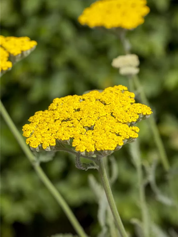 Hohe Goldgarbe 'Coronation Gold'
