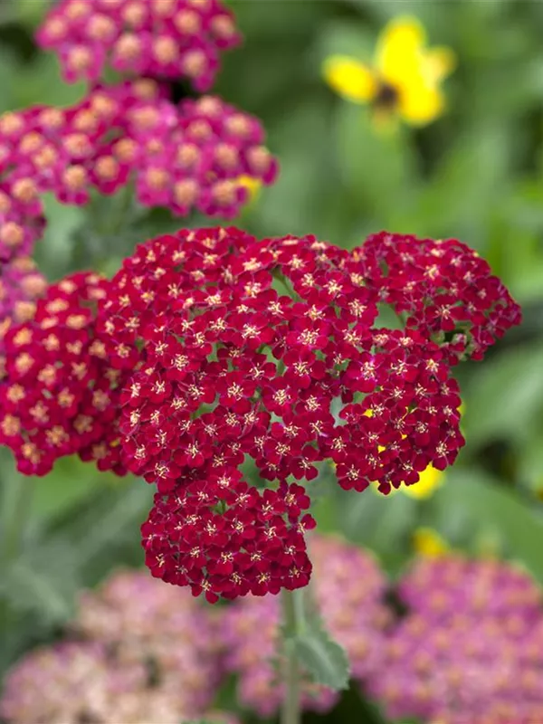 Schafgarbe 'Red Velvet'