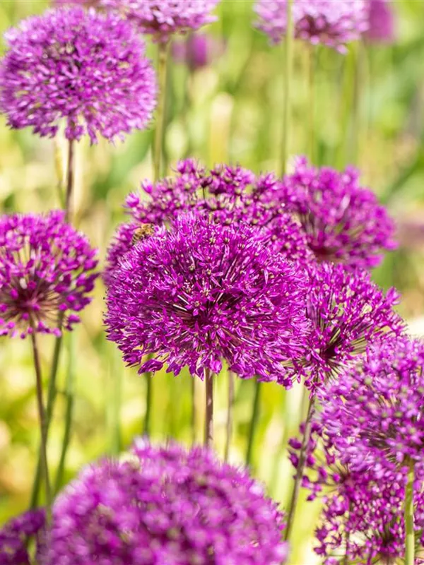 Kugel-Lauch 'Purple Sensation'