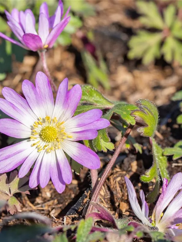 Strahlen-Windröschen 'Charmer'