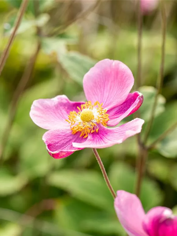 China-Herbst-Anemone 'Praecox'