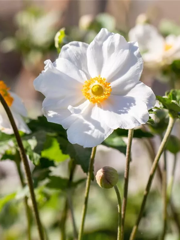 Herbst-Anemone 'Andrea Atkinson'