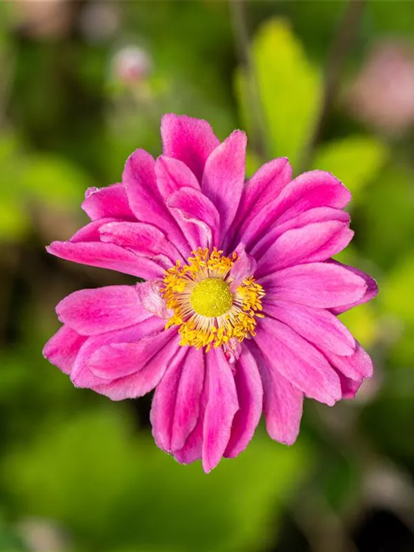 Herbst-Anemone 'Pamina'