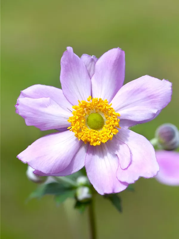 Filzige Herbst-Anemone 'Serenade'
