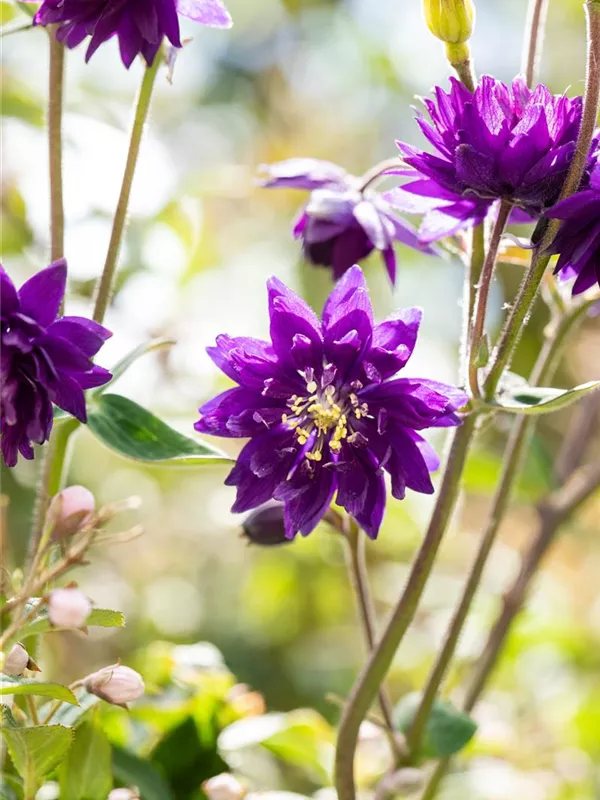 Kurzspornige Akelei 'Blue Barlow'