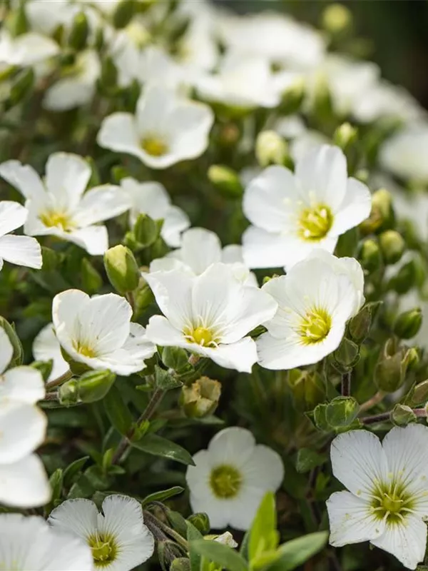 Berg-Sandkraut 'Blizzard Compact'