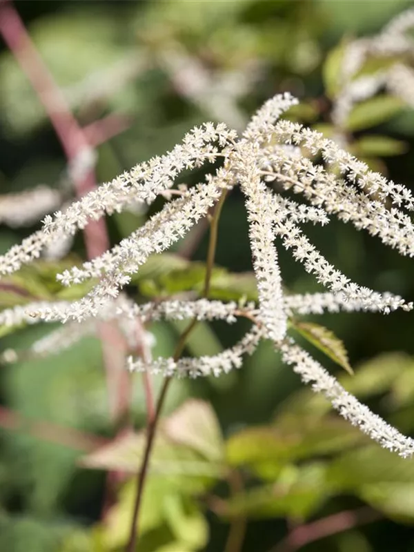 Geschlitztblättriger Geißbart 'Kneiffii'