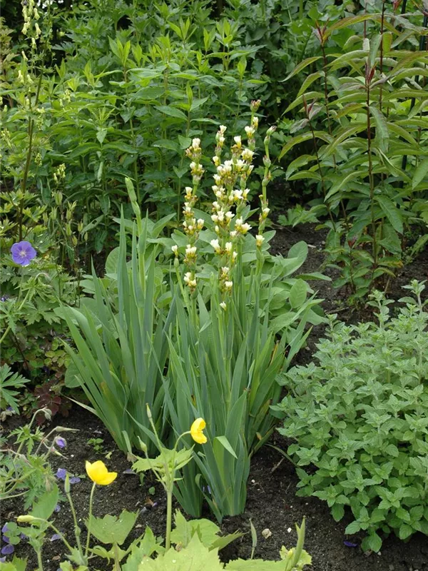 Mediterrane Junkerlilie