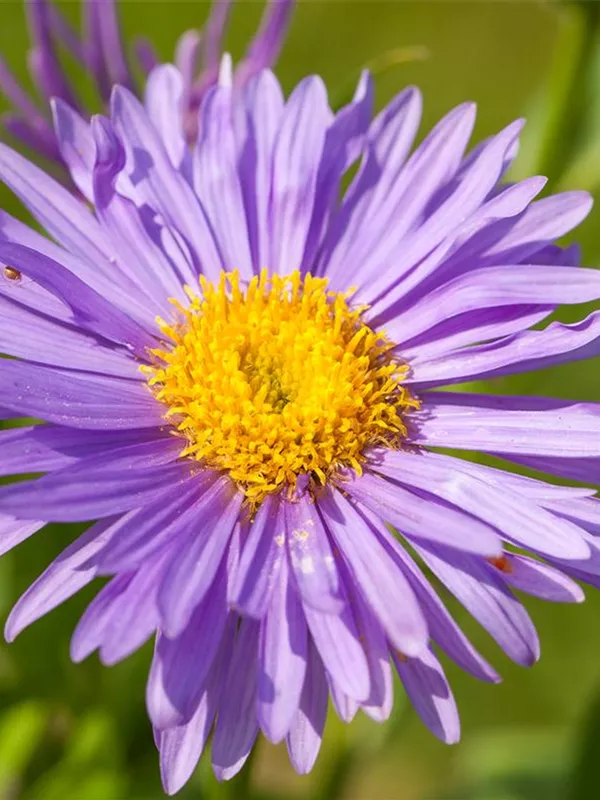 Niedrige Aster 'Dunkle Schöne'