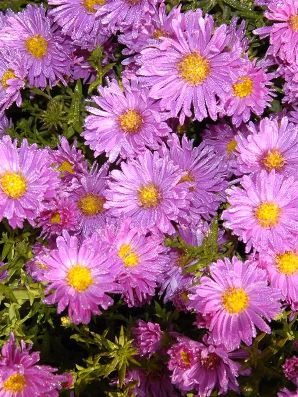 Sommer-Aster 'Rosa Erfüllung'