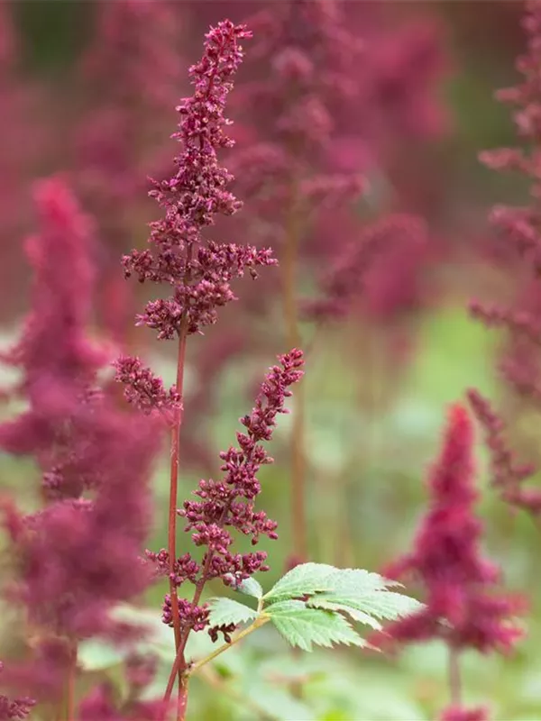 Arends Prachtspiere 'Fanal'