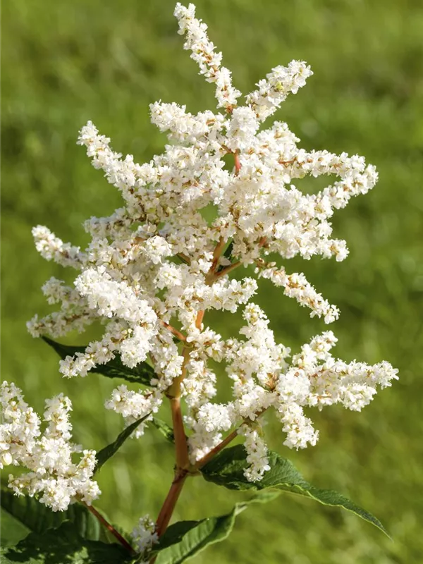 Prachtspiere 'Deutschland'