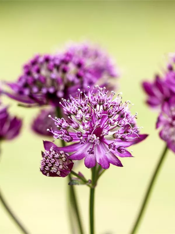 Große Sterndolde 'Abbey Road'®