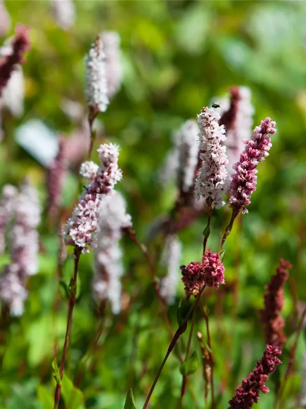 Schneckenknöterich 'Superbum'