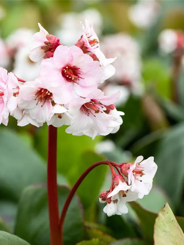 Bergenie 'Silberlicht'