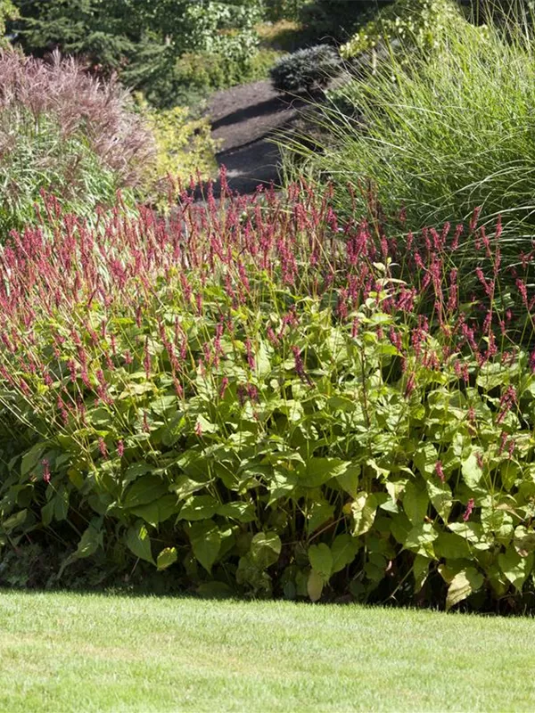 Kerzenknöterich 'Speciosa'