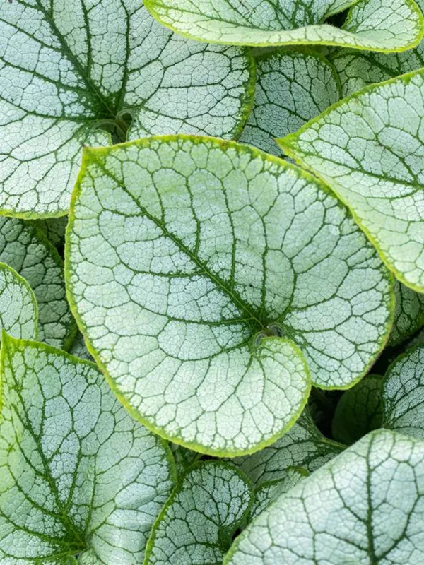 Kaukasus-Vergissmeinnicht 'Jack Frost'(s)