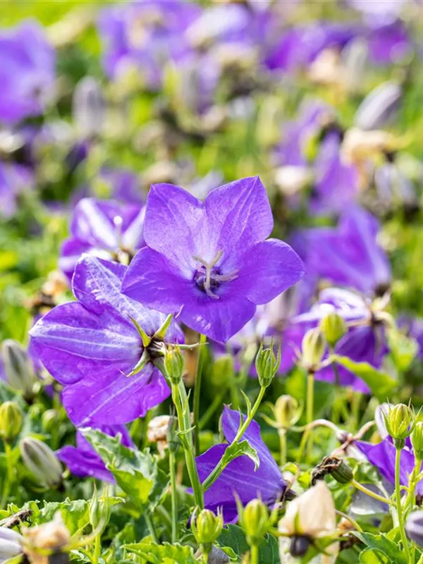 Niedrige Glockenblume 'Blaue Clips'
