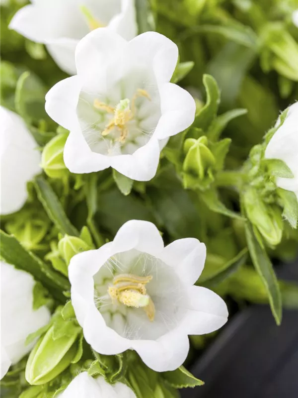 Zwerg-Glockenblume 'Alba'