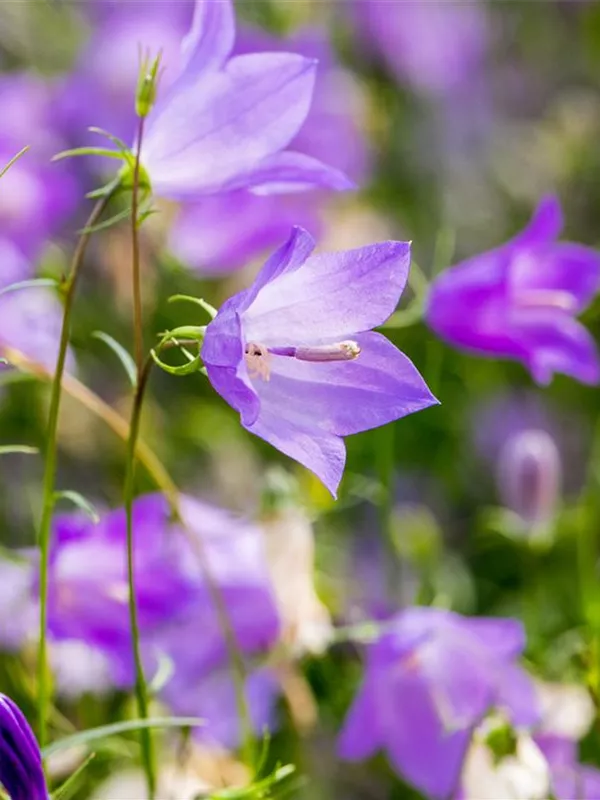 Rundblättrige Glockenblume