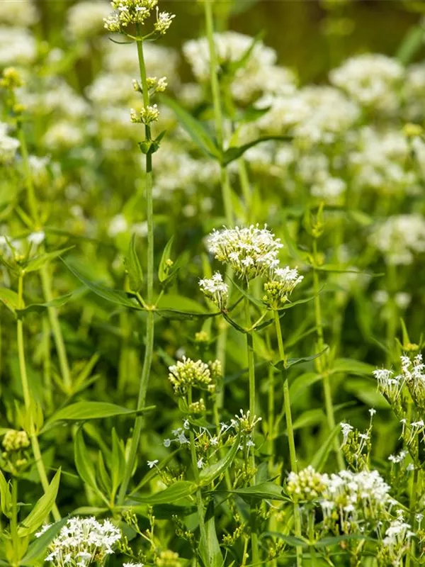 Weißblühende Spornblume 'Albus'