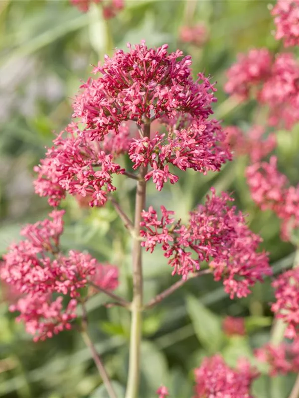 Rotblühende Spornblume 'Coccineus'