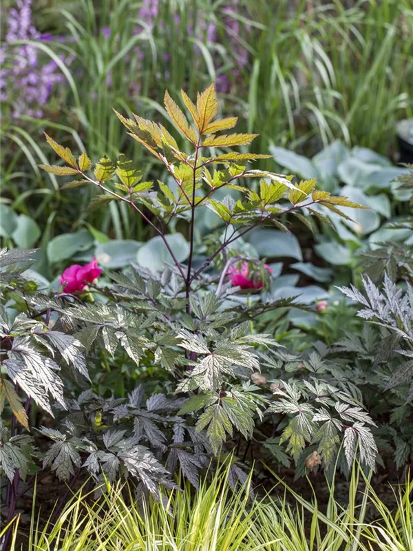 September-Silberkerze 'Pink Spike'