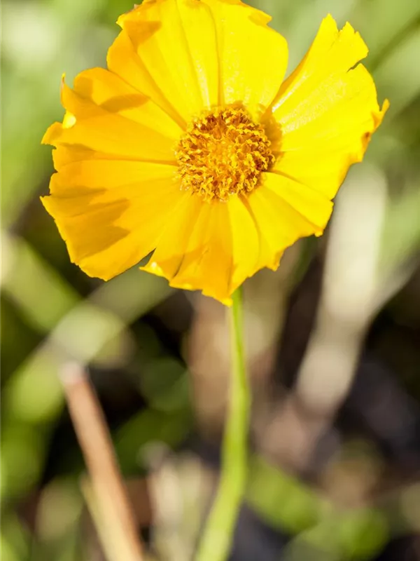 Großblumiges Mädchenauge 'Schnittgold'