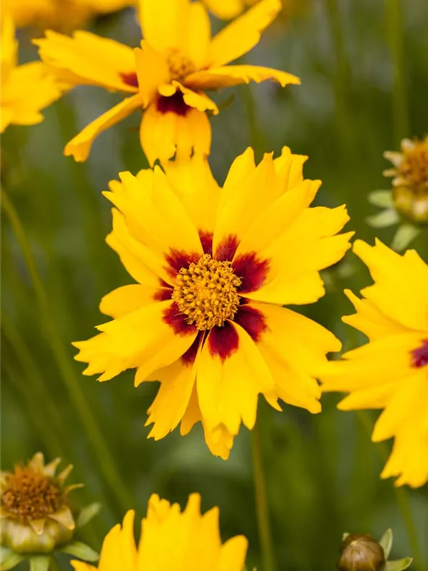 Kleines Mädchenauge 'Sterntaler'