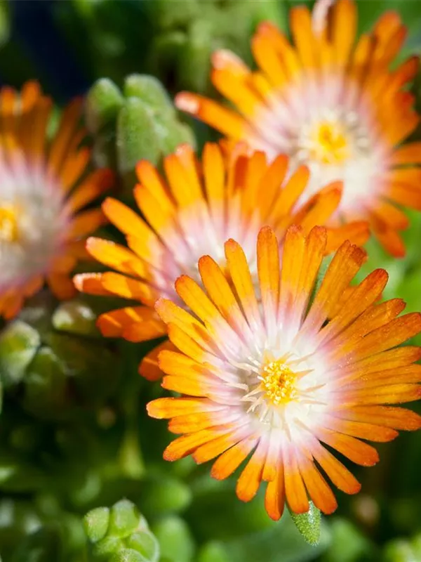 Coopers Mittagsblume 'Jewel of Desert Topaz'