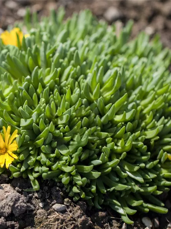 Lesotho-Mittagsblume