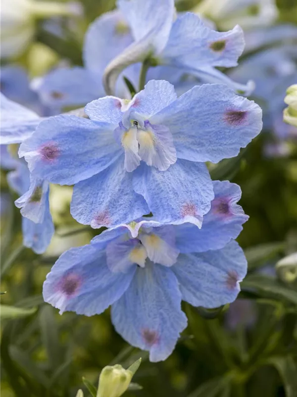 Großblütiger Zwerg-Rittersporn 'Delfix® Dark /Light Blue'