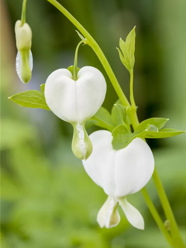 Tränendes Herz 'Alba'