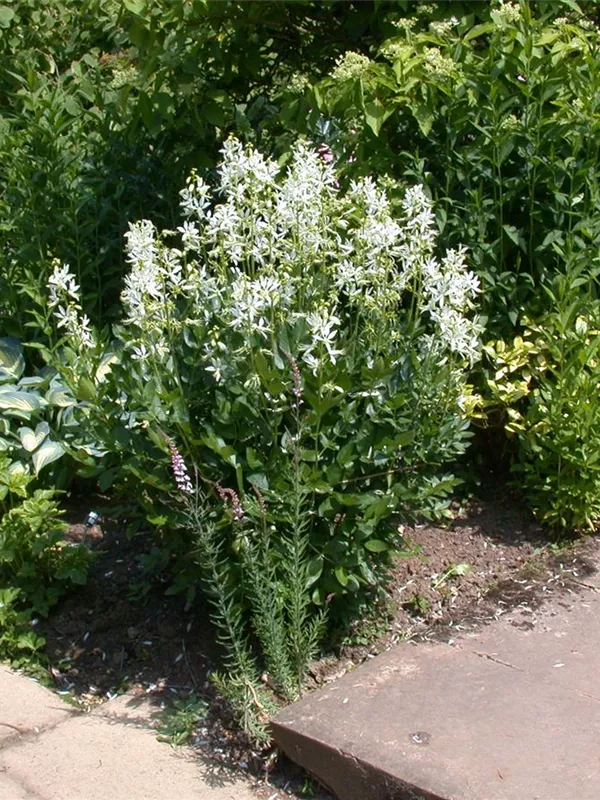 Weißblühender Diptam 'Albiflorus'