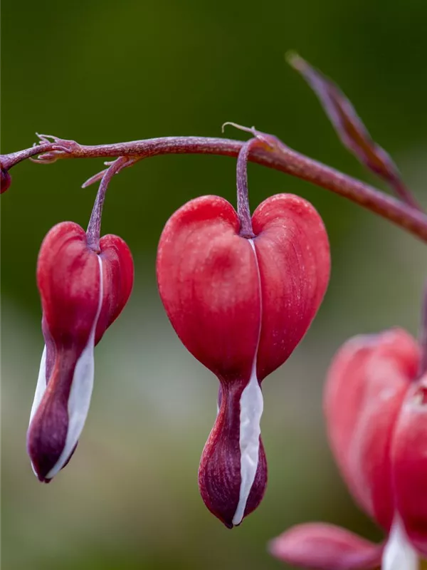 Tränendes Herz 'Valentine'®