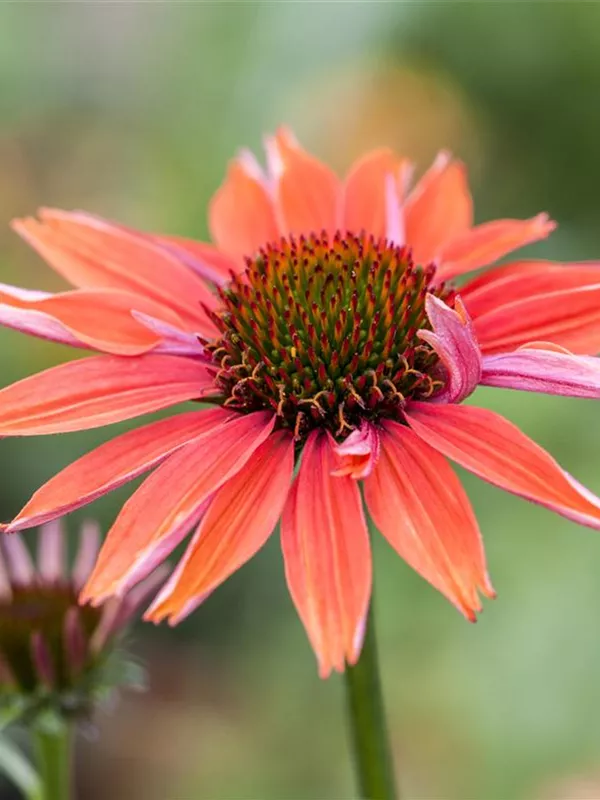 Scheinsonnenhut 'Sundown'