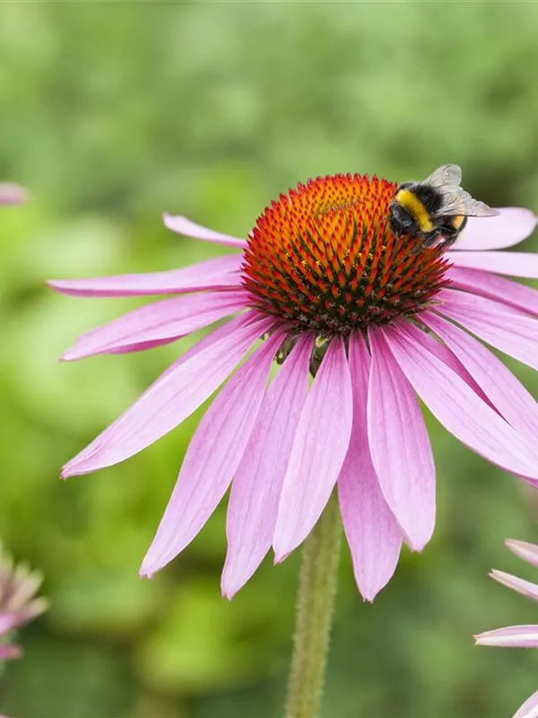Scheinsonnenhut 'Magnus'