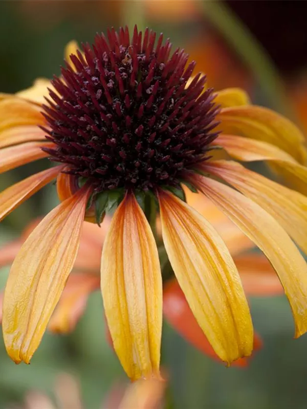 Scheinsonnenhut 'Tangerine Dream'®