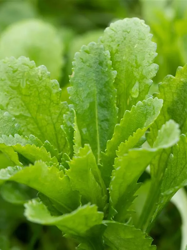 Kugeldistel 'Taplow Blue'