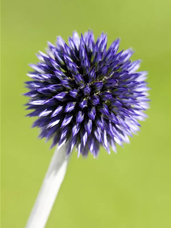 Kugeldistel 'Veitchs Blue'
